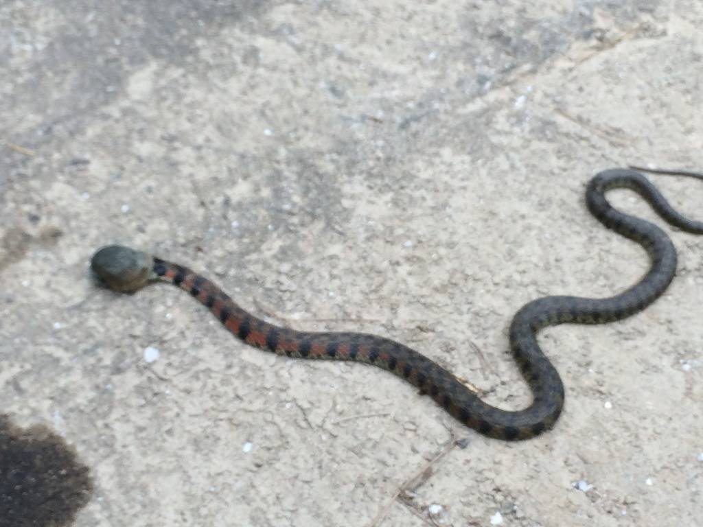 네셔널지오그래픽 에서도 볼수 없는 사진 | 인스티즈