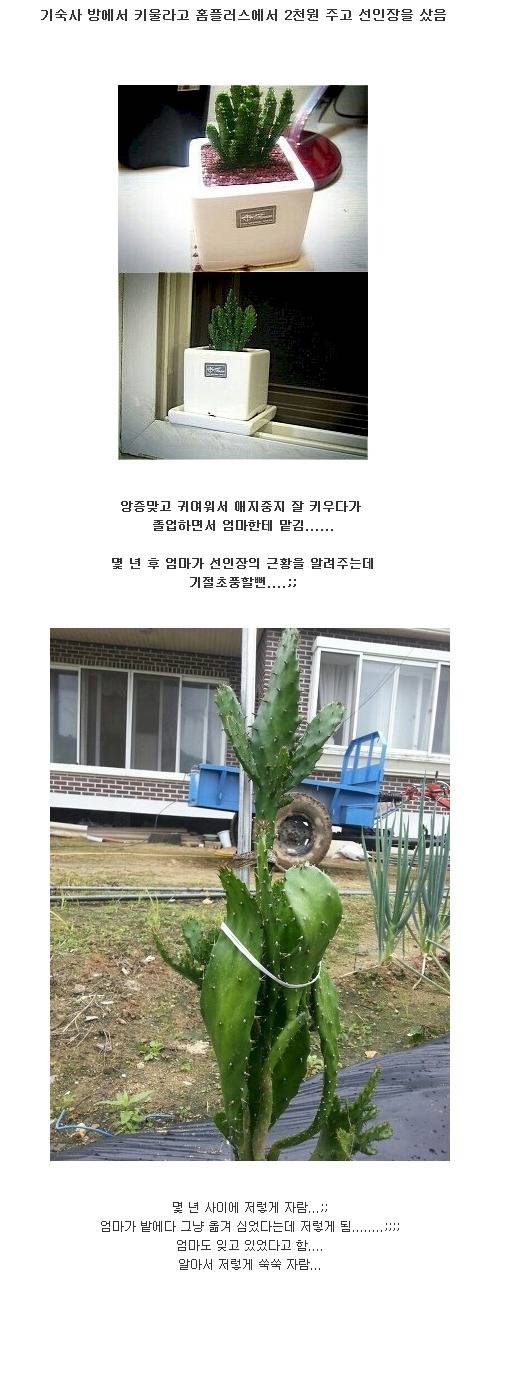 엄마에게 키우던 선인장을 맡겼는데 | 인스티즈