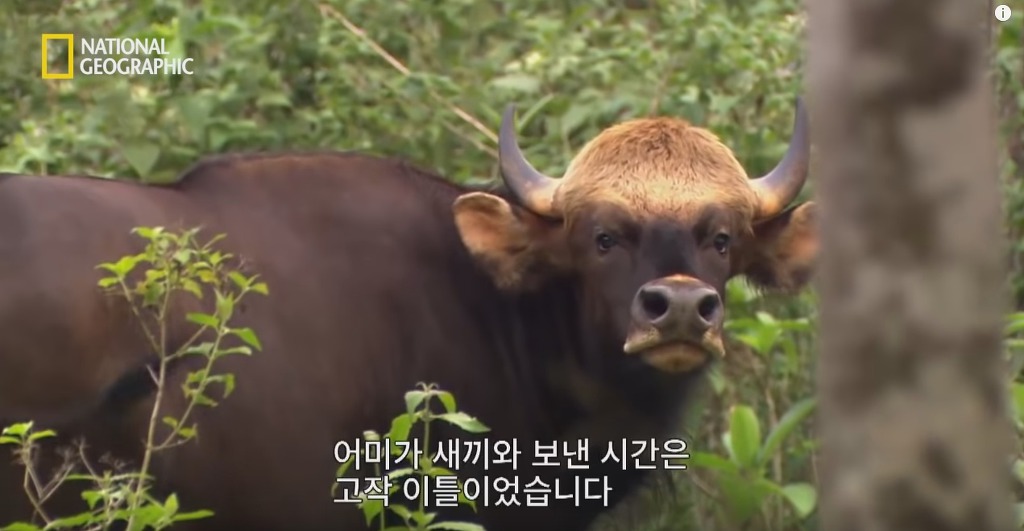 들개 떼로부터 새끼를 지키려는 어미 인도들소의 고군분투 | 인스티즈