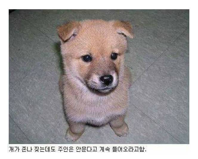 개 키우는 집 특징 | 인스티즈