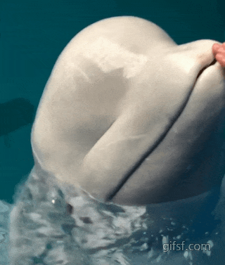 흰돌고래 벨루가의 촉감.gif | 인스티즈