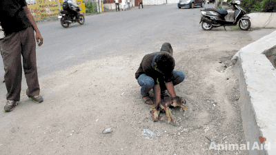 죽다 살아난 강아지 | 인스티즈