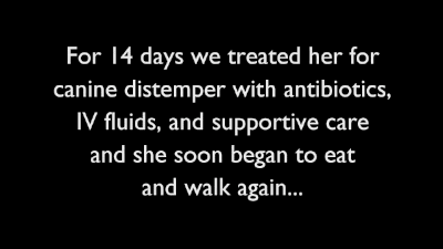 죽다 살아난 강아지 | 인스티즈