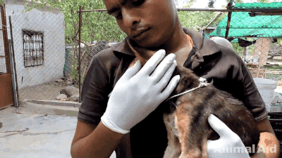 죽다 살아난 강아지 | 인스티즈