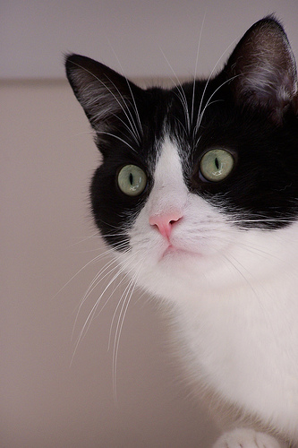 신비한 고양이의 눈!!! | 인스티즈