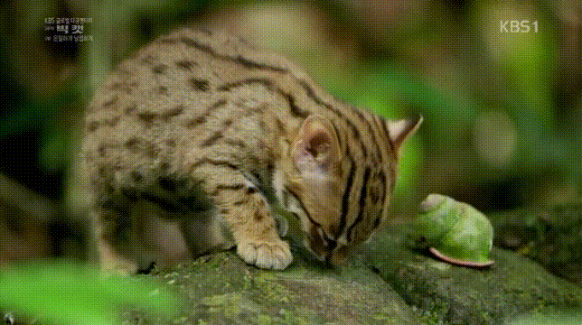 세상에서 가장 작은 고양이.jpgif | 인스티즈