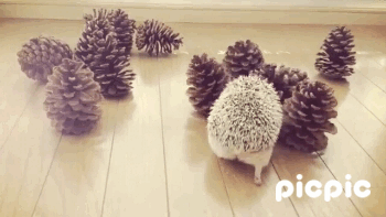 고슴도치의 귀여움에 대한 고찰.gif | 인스티즈