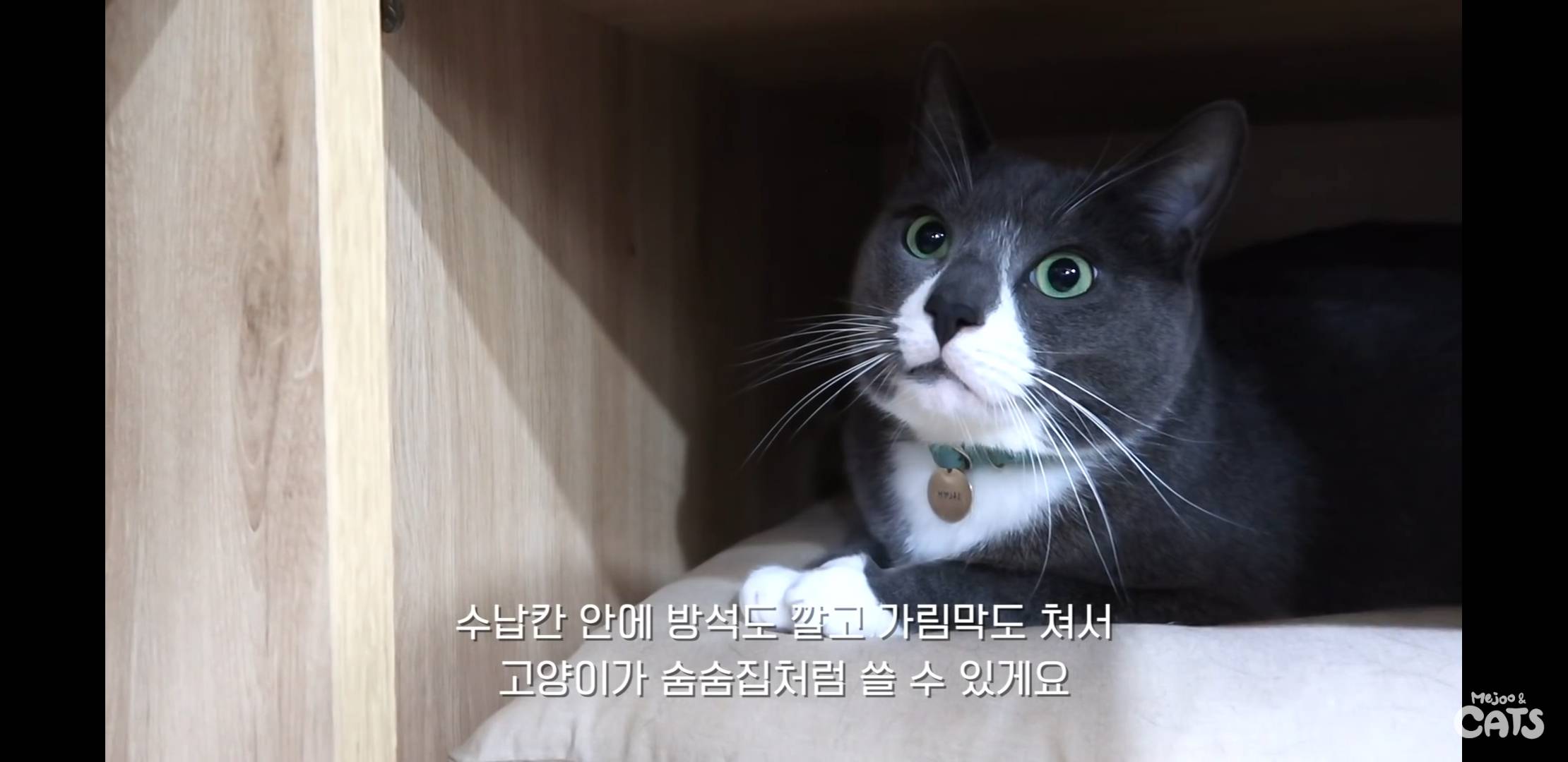 고양이와 함께 쓰는 가구 프로젝트에 들어간 일룸 | 인스티즈