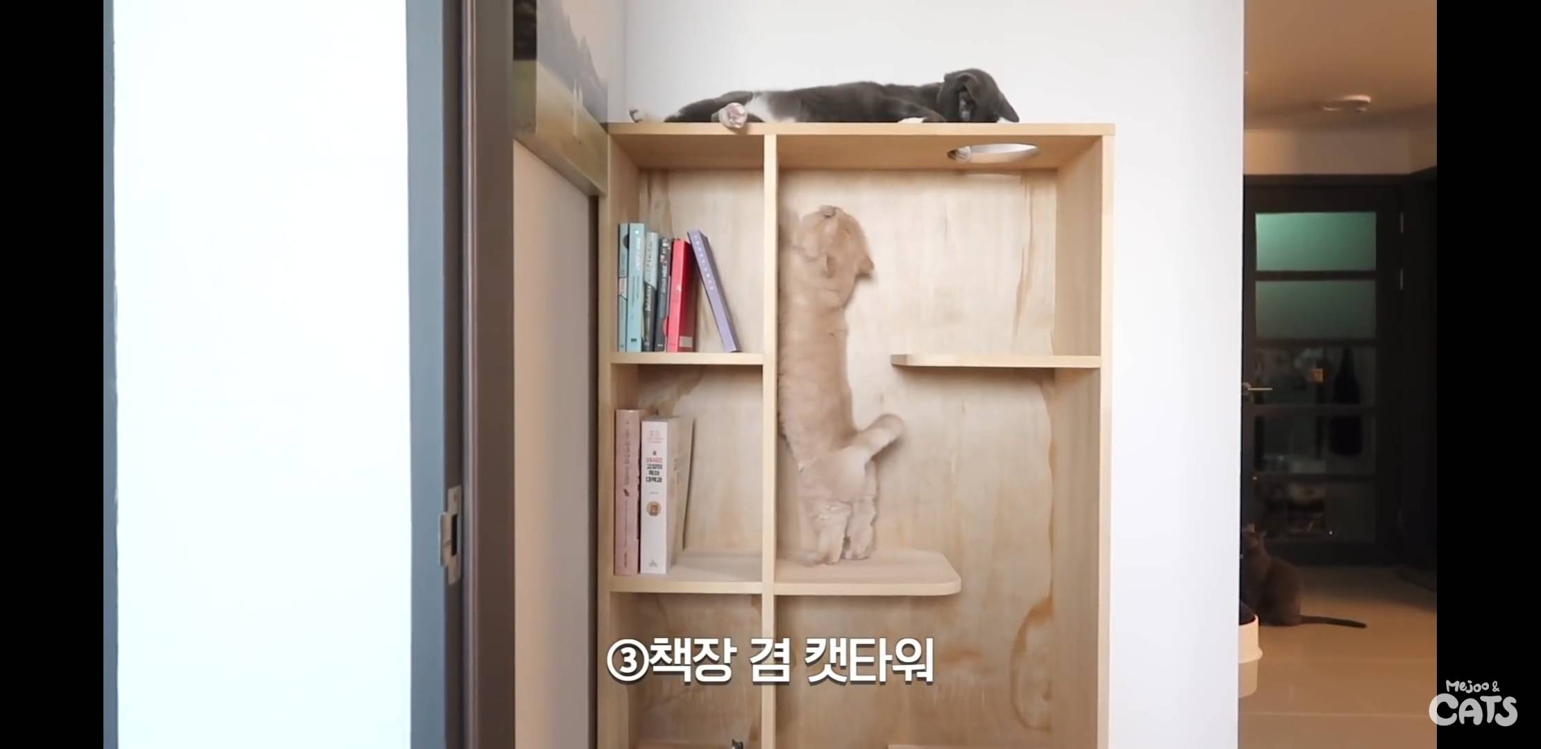 고양이와 함께 쓰는 가구 프로젝트에 들어간 일룸 | 인스티즈