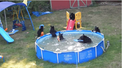 남의 집 풀장에 와서 진상 부리는 가족 | 인스티즈