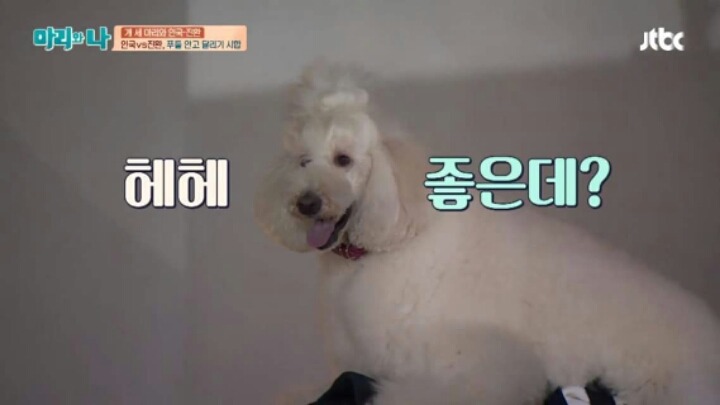 [마리와나] 푸들 안고 달리기 시합하기 | 인스티즈