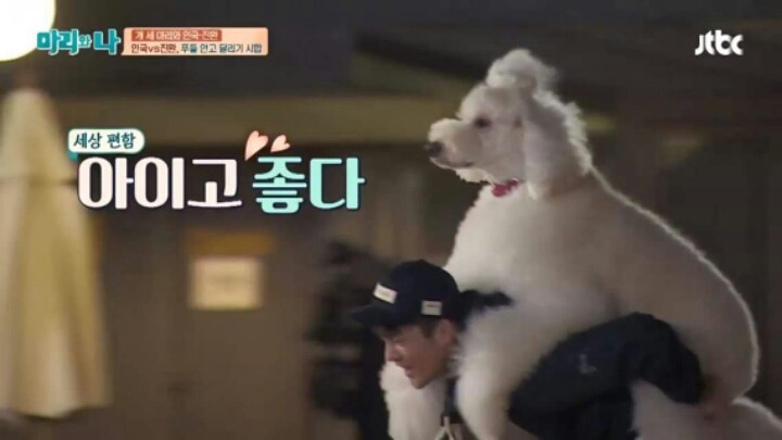 [마리와나] 푸들 안고 달리기 시합하기 | 인스티즈