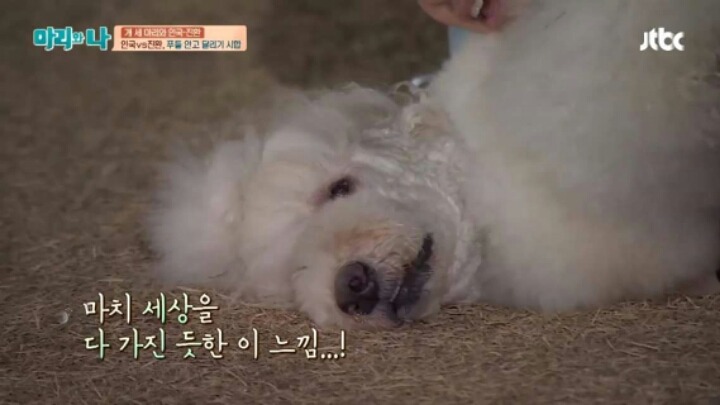 [마리와나] 푸들 안고 달리기 시합하기 | 인스티즈