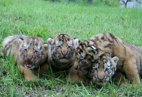 새끼 호랑이.jpgif | 인스티즈