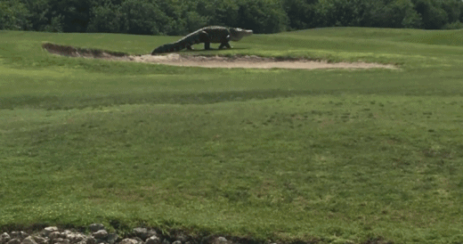 천조국의 악어.gif | 인스티즈