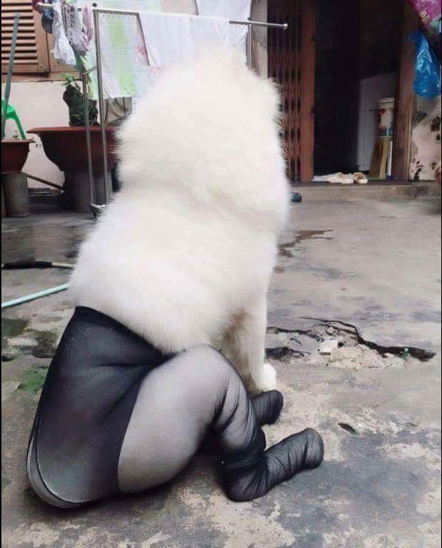 스타킹신은 댕댕이 | 인스티즈