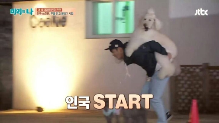 [마리와나] 푸들 안고 달리기 시합하기 | 인스티즈