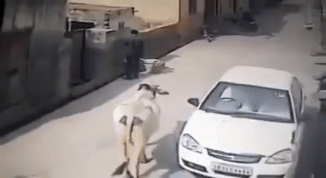 인도에서 함부로 등을 보이면 안되는 이유 | 인스티즈