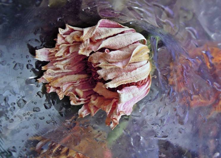 피고 진꽃 | 인스티즈