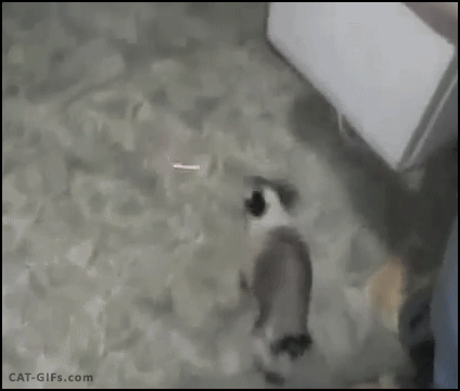 내가 왕년에 벽 좀 타봤다냥 | 인스티즈