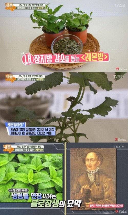 레몬밤 다이어트 성공한 나르샤…레몬밤 섭취 방법은? | 인스티즈