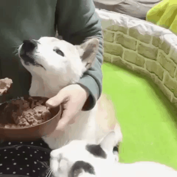 개만 주냥.gif | 인스티즈