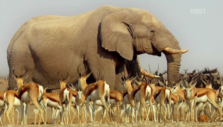 이놈으로 아프리카코끼리 제압 가능하다 vs 불가능하다 | 인스티즈