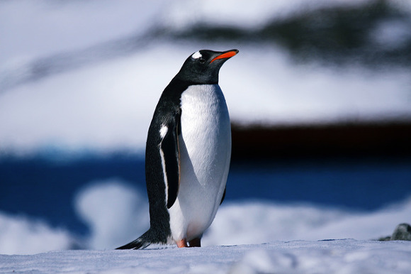 조금 생소할 수 있는 남극 펭귄들의 습성에 대해 알아보자.jpgif | 인스티즈