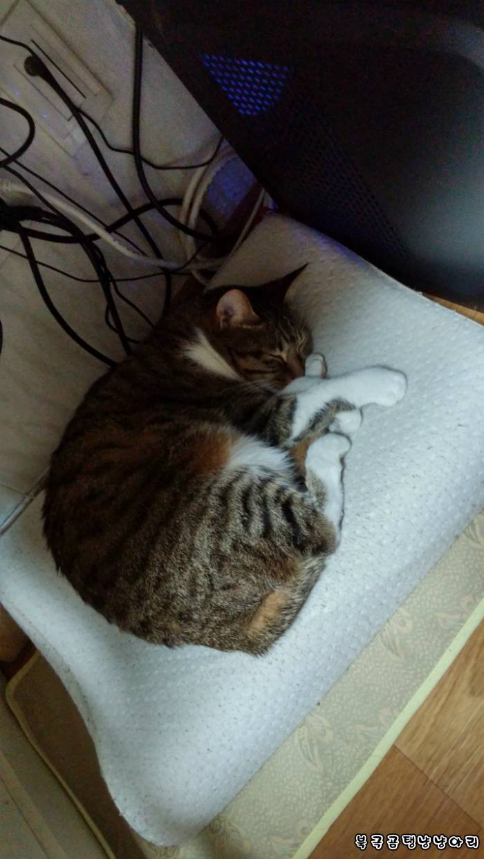 고양이를 싫어하던 떄가 있었다.(사진많음주의) | 인스티즈