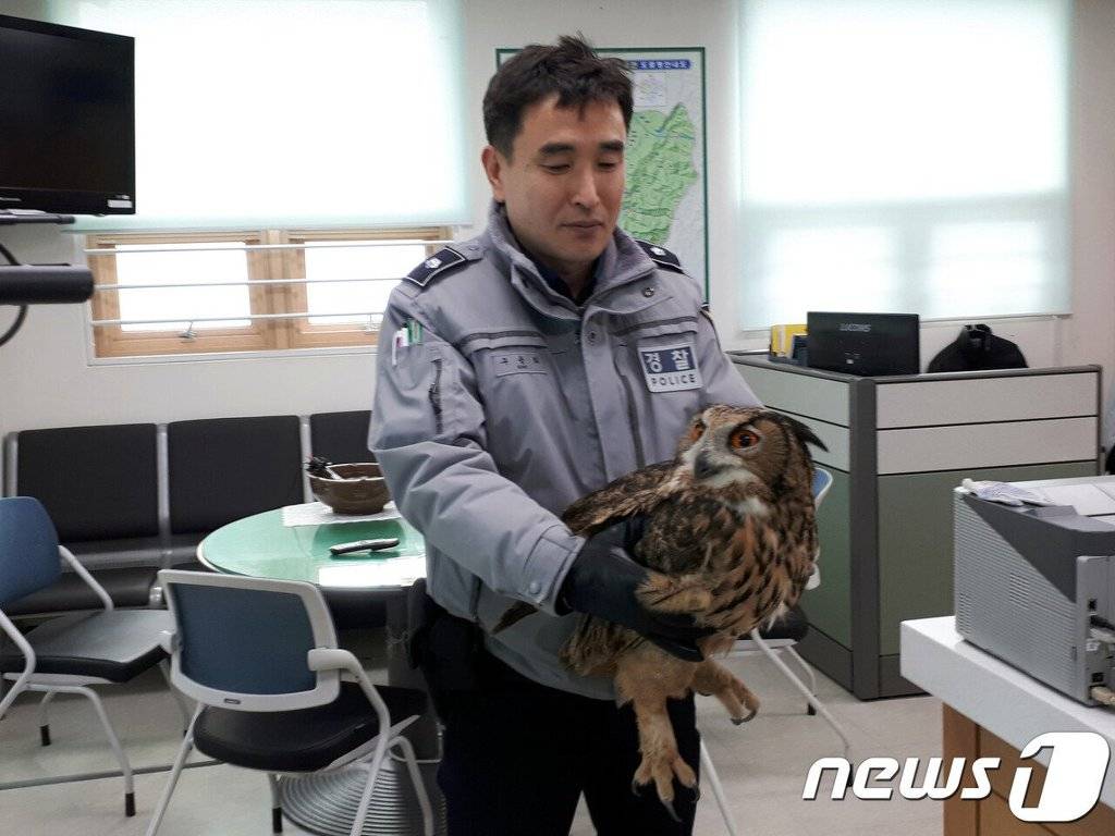 한달새 닭 11마리 '꿀꺽'···파출소에 구금된 수리부엉이 | 인스티즈