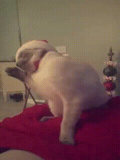 롹커 냥이.gif | 인스티즈