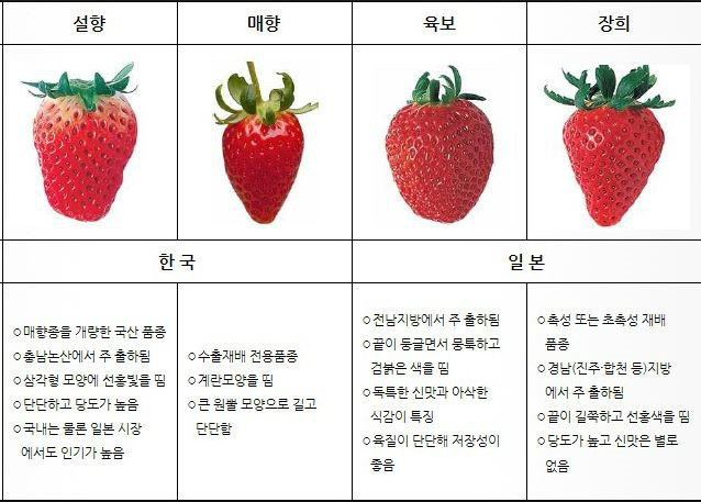 국내 딸기 품종 '설향'의 위엄 | 인스티즈