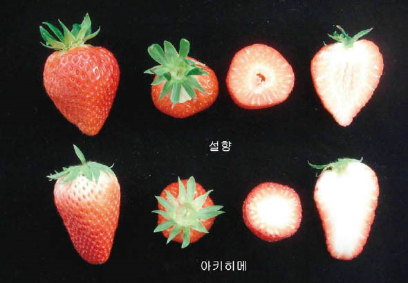 국내 딸기 품종 '설향'의 위엄 | 인스티즈