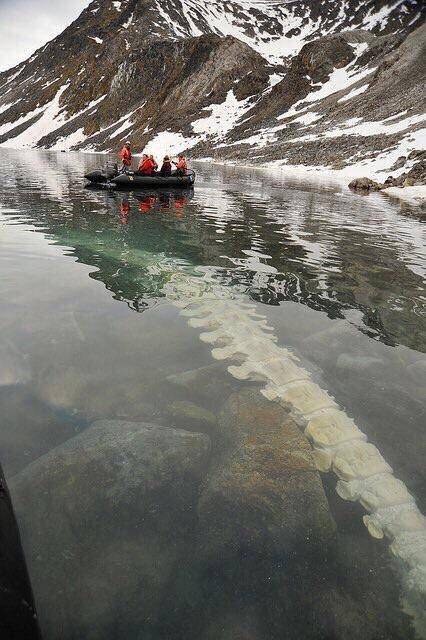 노르웨이 인근에서 발견된 고래 뼈 | 인스티즈