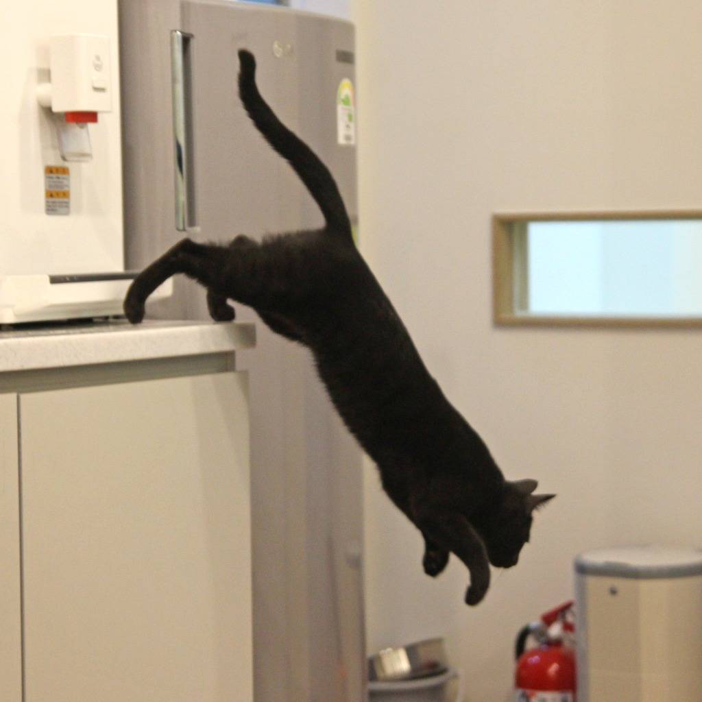 우리 깜둥이보고 가시죠ㅎ | 인스티즈