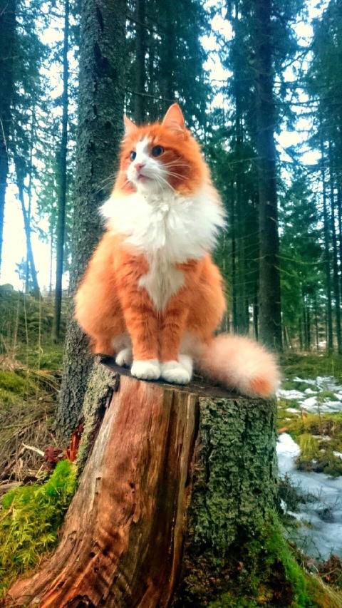 노르웨이 숲에서 우연히 발견된 고양이 | 인스티즈