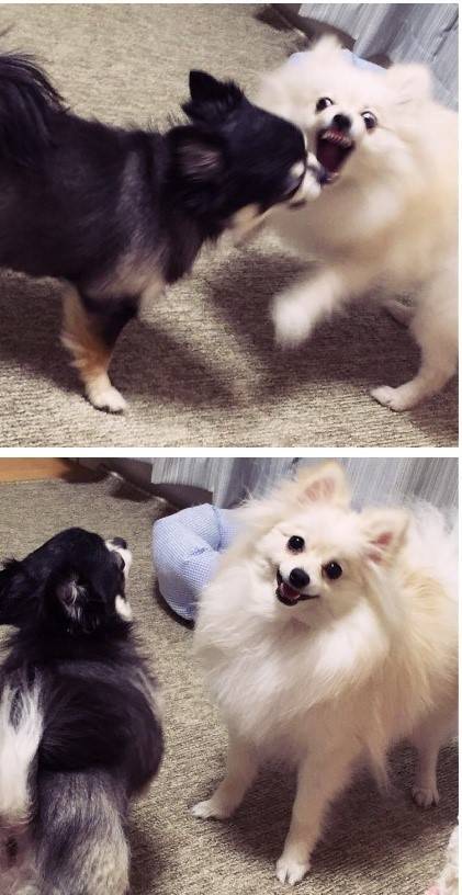 카메라 의식 심한 강아지 | 인스티즈