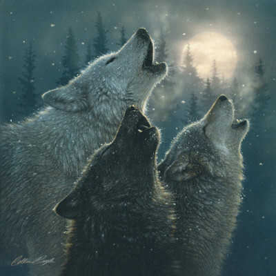 늑대 (Wolf) | 인스티즈