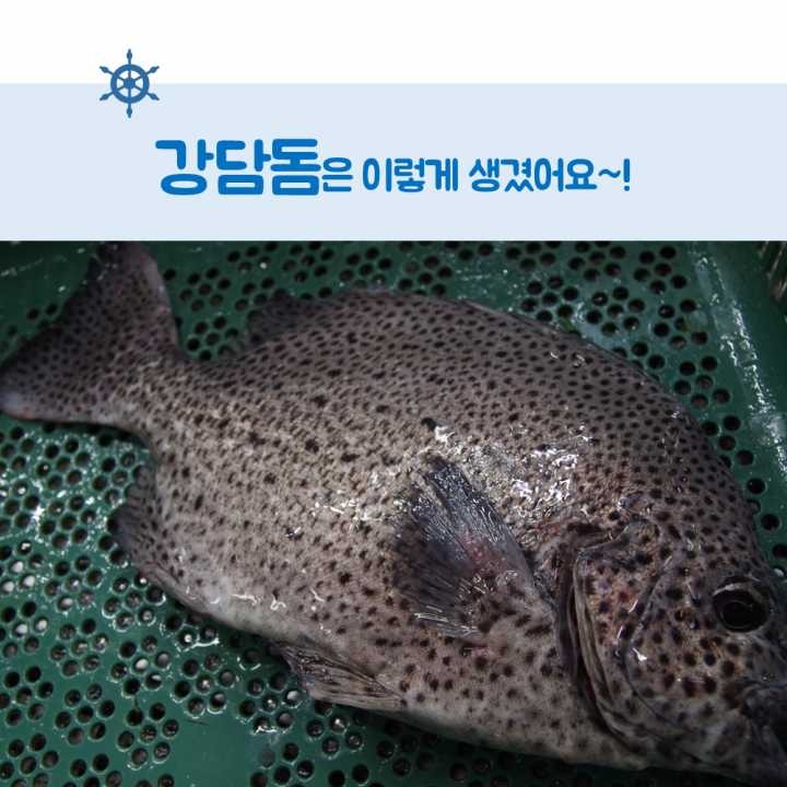 생선회 구별법.JPG | 인스티즈