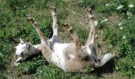 깜짝 놀라면 굳어버리는 마이아토닉 염소 | 인스티즈