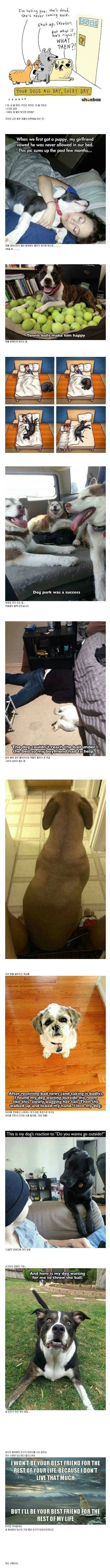 개를 미워할 수 없는 이유.jpg | 인스티즈