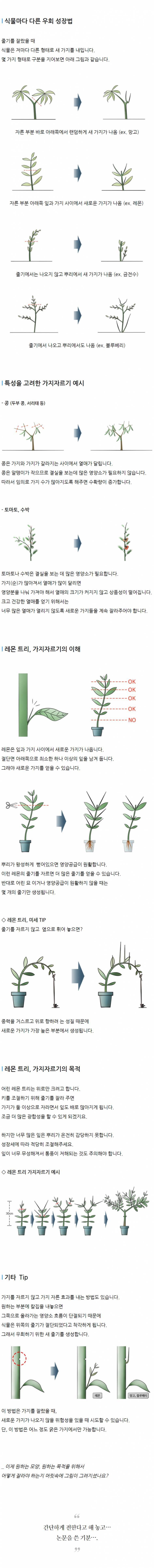 식물(레몬) 가지자르기 방법 | 인스티즈