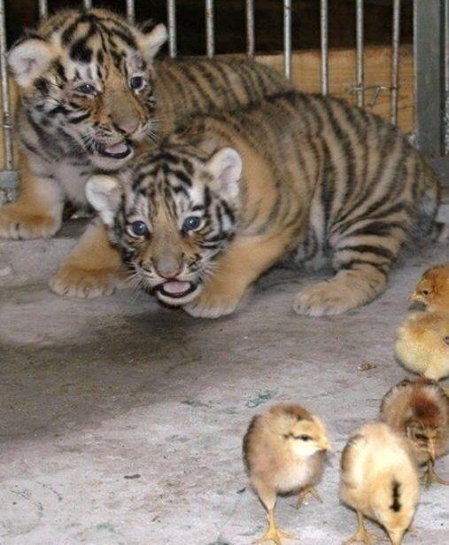 호랑이 우리에 먹이로 병아리를 넣어줬더니 | 인스티즈