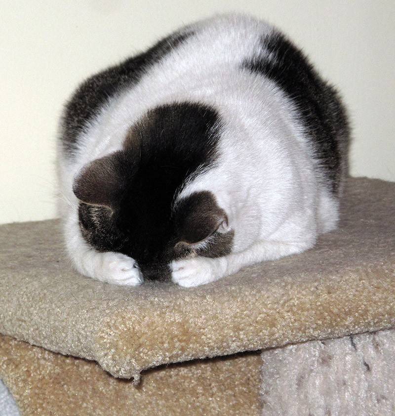 고양이 찾기 | 인스티즈