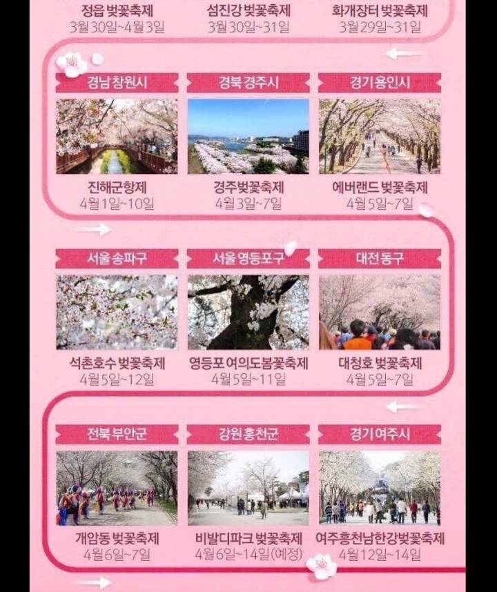 2019 전국 벚꽃 개화시기 | 인스티즈
