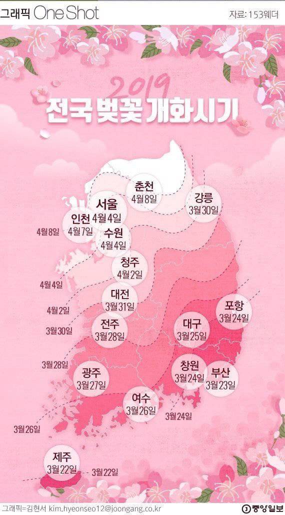 2019년 전국 벚꽃 개화시기, 주요 축제 일정.jpg | 인스티즈
