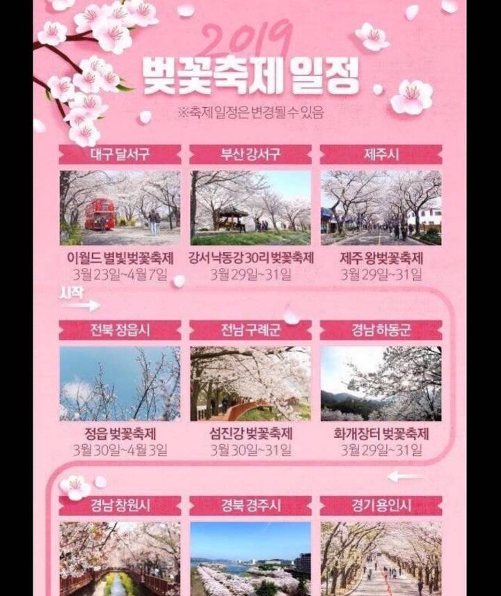 2019 전국 벚꽃 개화시기 | 인스티즈