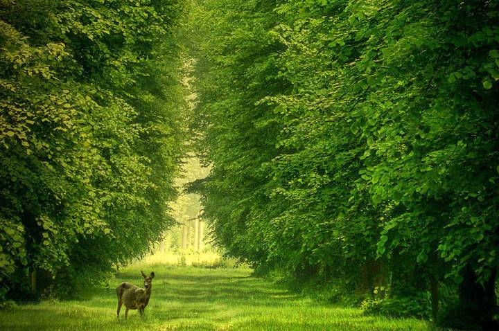 아름다운 나무 터널.jpg | 인스티즈