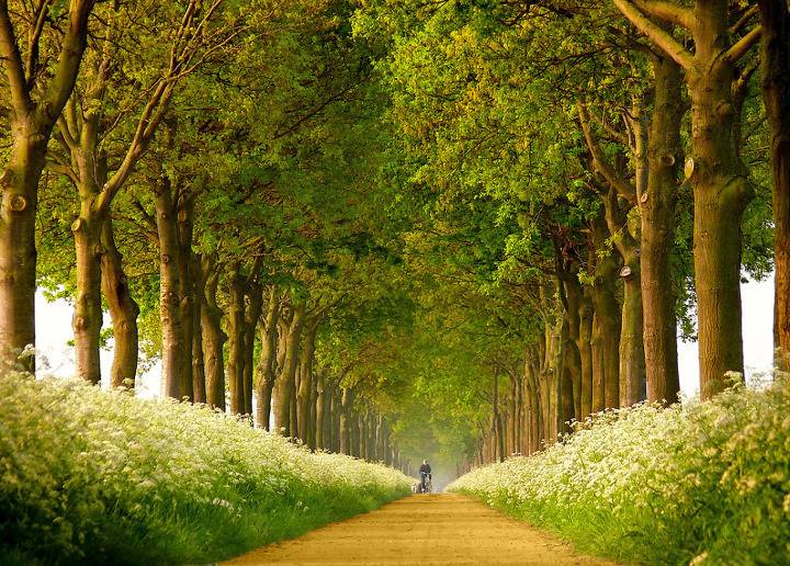 아름다운 나무 터널.jpg | 인스티즈