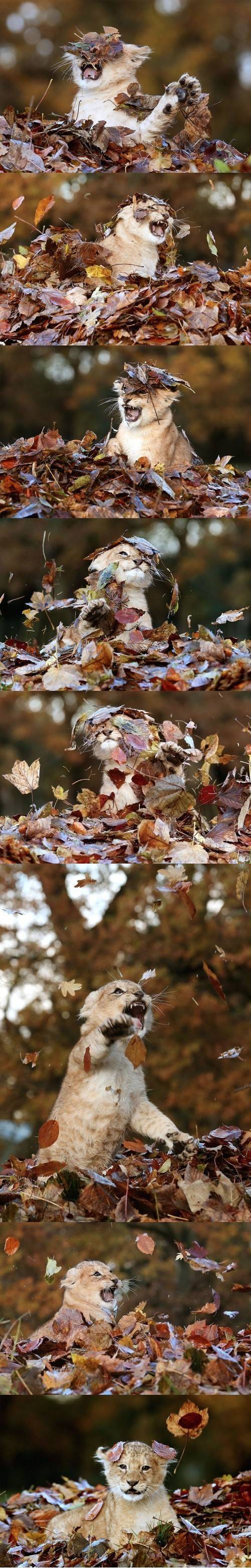 낙엽이 신기한 아기사자.jpg | 인스티즈